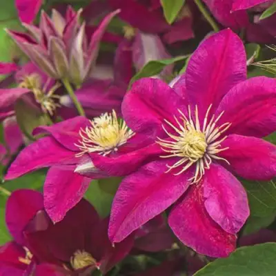 Клематис ЭРНЕСТ МАРКХАМ в Солигорске