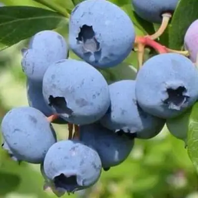 Голубика ДАРРОУ в Солигорске