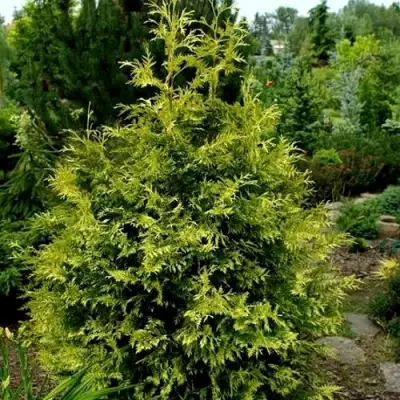 Туя ЗЕБРИНА ЭКСТРА ГОЛД складчатая в Солигорске