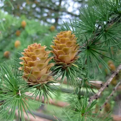 Лиственница КЕМПФЕРА в Солигорске