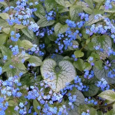 Бруннера ДЖЭК ФРОСТ в Солигорске