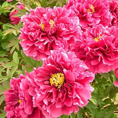 Пион ВОСХОД СОЛНЦА древовидный в Солигорске