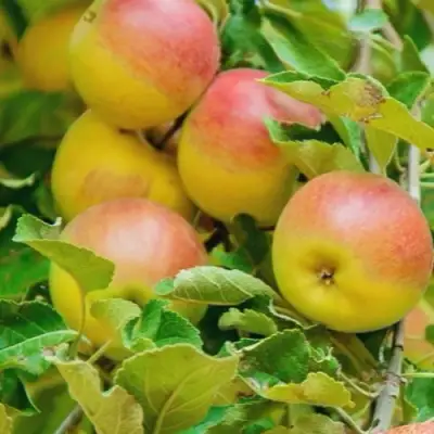 Яблоня ПАМЯТЬ БЛЫНСКОГО колонновидная в Солигорске