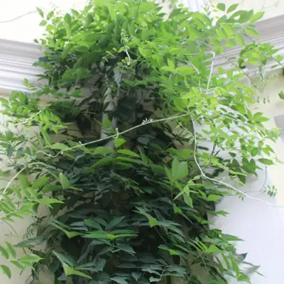 Глициния макростахия БЛЮ МУН в Солигорске