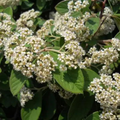 Кизильник пузырчатый в Солигорске