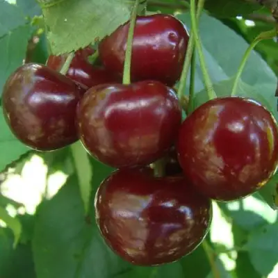 Дюк КОРМИЛИЦА в Солигорске