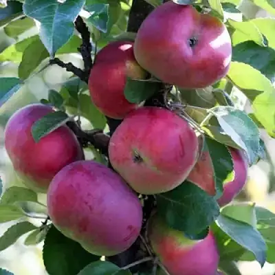 Яблоня ЕСЕНИЯ колонновидная в Солигорске