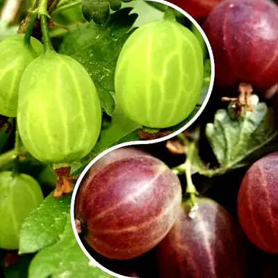 Комплект СКАЗКА в Солигорске