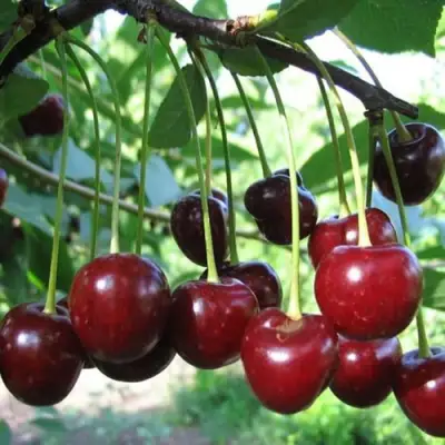 Вишня БЫСТРИНКА в Солигорске