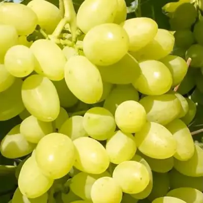 Виноград ДОЛГОЖДАННЫЙ в Солигорске