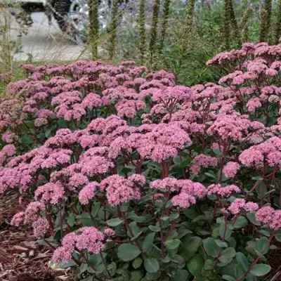 Очиток (седум) МАТРОНА в Солигорске