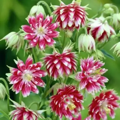 Аквилегия БАРЛОУ НОРА гибрид МакКаны в Солигорске