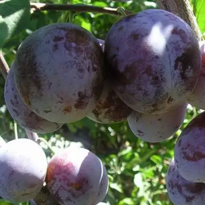 Слива РЕНКЛОД ХАРИТОНОВОЙ в Солигорске