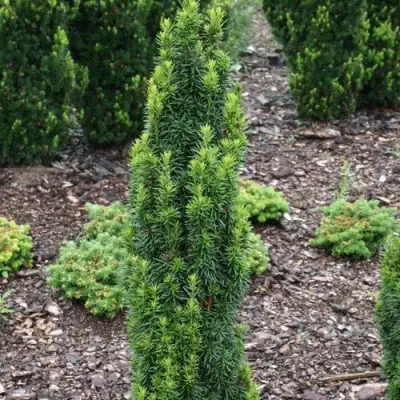 Тис ВОЙТЕК средний  в Солигорске