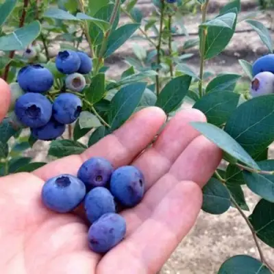 Голубика НОРТ КАНТРИ в Солигорске