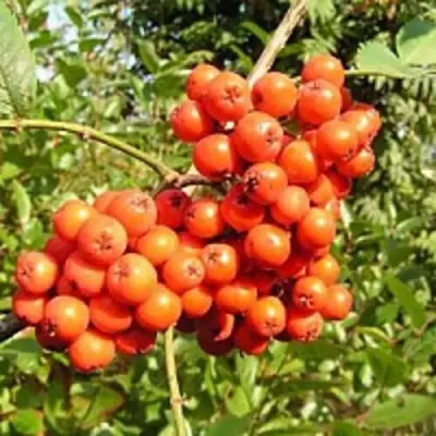 Рябина КОНЦЕНТРА сладкоплодная в Солигорске