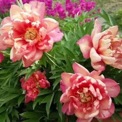 Пион ДЖУЛИЯ РОУЗ ито-гибрид в Солигорске