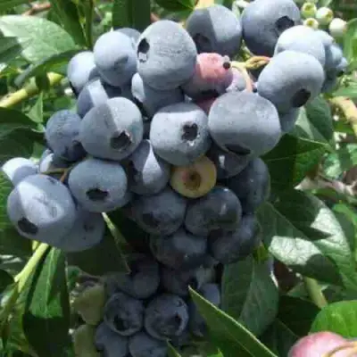 Голубика КРОЭТЭН в Солигорске