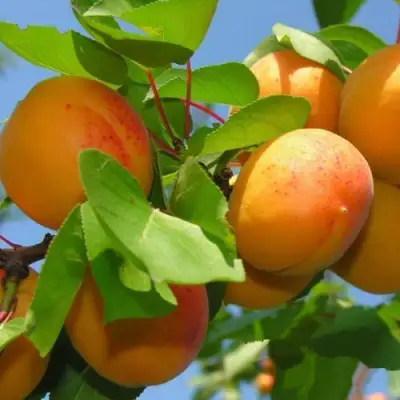 Абрикос КИЕВСКИЙ РАННИЙ в Солигорске