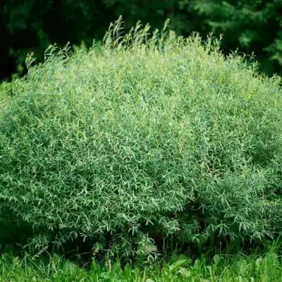 Ива НАНА пурпурная в Солигорске