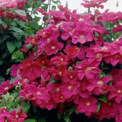 Клематис РУЖ КАРДИНАЛ в Солигорске