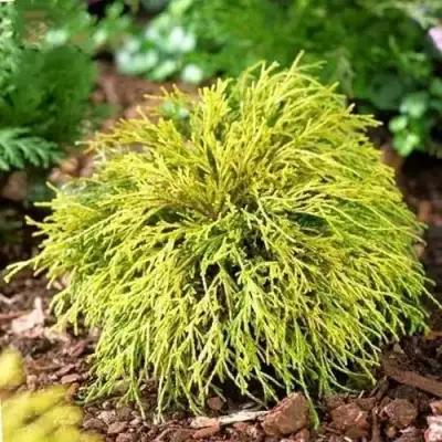 Кипарисовик ВАВЕЛ горохоплодный в Солигорске