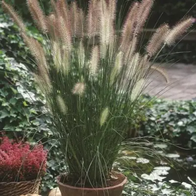 Пеннисетум ХАМЕЛН в Солигорске