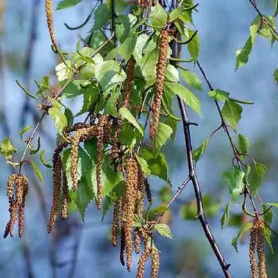 Береза ПОВИСЛАЯ в Солигорске