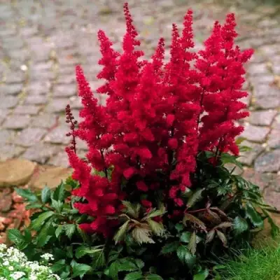 Астильба ГЛАТ Арендса в Солигорске