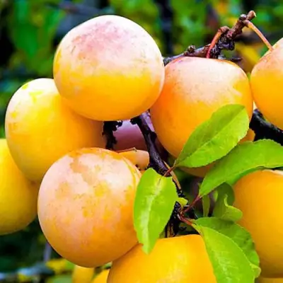 Слива МИНСКАЯ в Солигорске