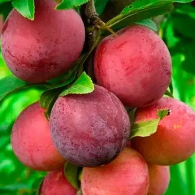 Слива КЛЕОПАТРА в Солигорске