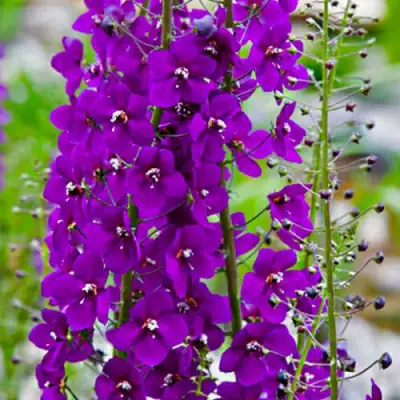 Коровяк ВИОЛЕТТА (вербаскум) в Солигорске