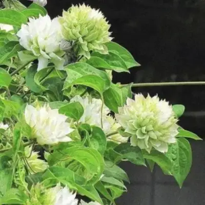 Клематис КОХАНА в Солигорске