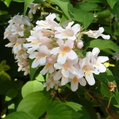 Кольквиция прелестная в Солигорске