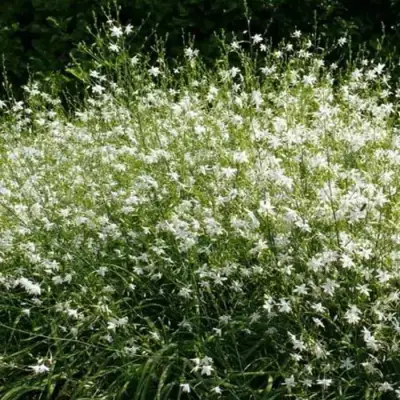 Венечник ветвистый в Солигорске