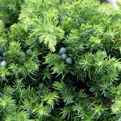 Можжевельник ШЛЯГЕР прибрежный в Солигорске