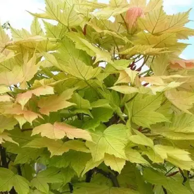 Клен ложноплатановый в Солигорске