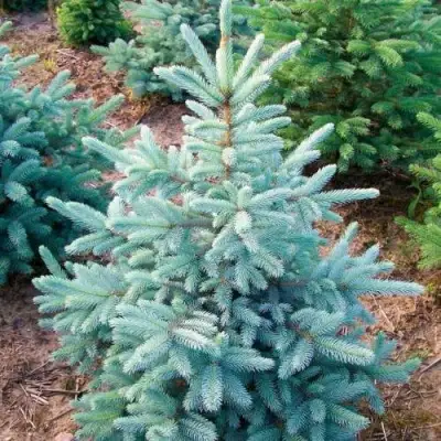 Ель КЕЙБАБ колючая в Солигорске