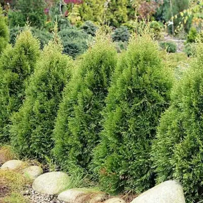 Туя СМАРАГД ВИТБОНТ западная в Солигорске