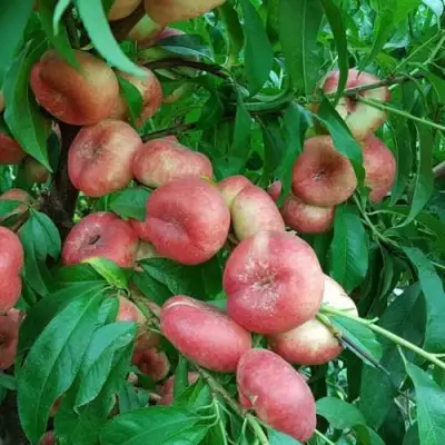 Нектарин КОНЦЕТТИНА в Солигорске