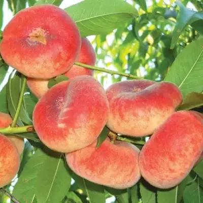 Персик САТУРН ИНЖИРНЫЙ в Солигорске