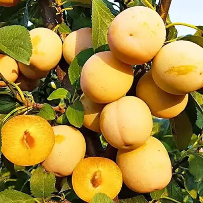 Слива РЕНКЛОД ранний в Солигорске