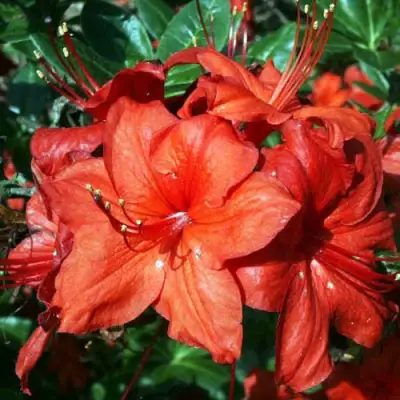 Азалия ДОЛОРОСО листопадная в Солигорске