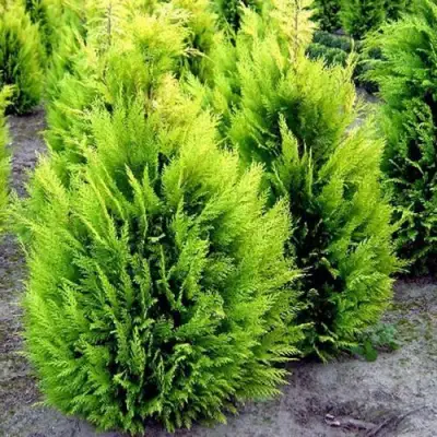 Кипарисовик ИВОНЕ лавсана в Солигорске