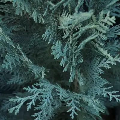 Кипарисовик ВАН ПЕЛЬТС БЛЮ лавсона в Солигорске