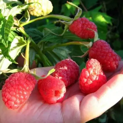 Малина ГОРДОСТЬ РОССИИ в Солигорске