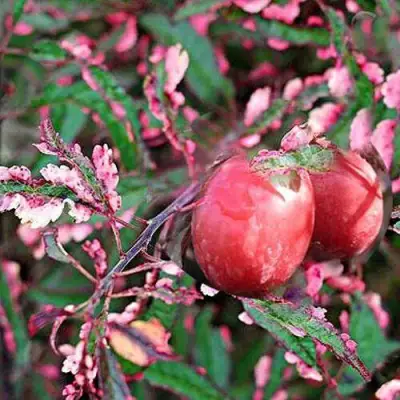 Слива ХЕССЕЙ декоративная в Солигорске