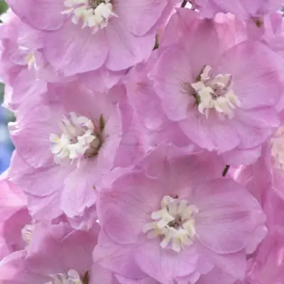 Дельфиниум ПЕТТИКОУТ гибридный в Солигорске