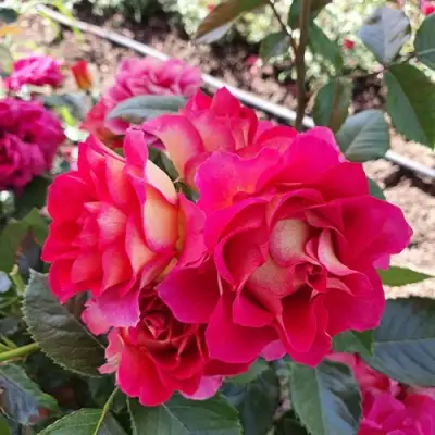 Роза БРЕРА флорибунда в Солигорске