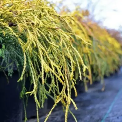 Кипарисовик ВАВЕЛ горохоплодный в Солигорске